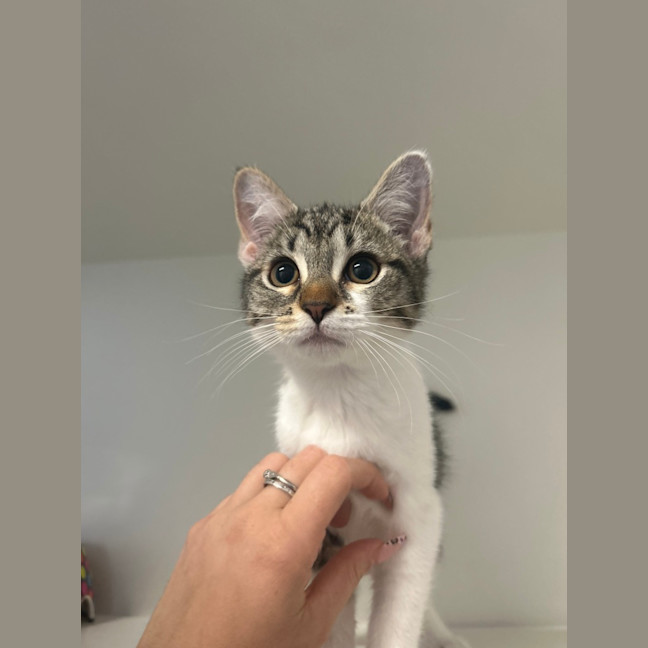 Photo of Clawdia