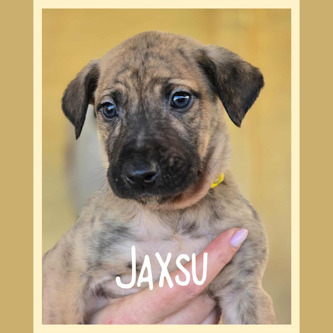 Photo of Jaxsu