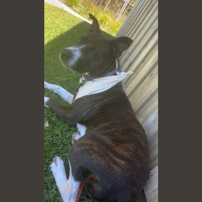 Photo of Stella   1 Year Old Kelpie X Staffy