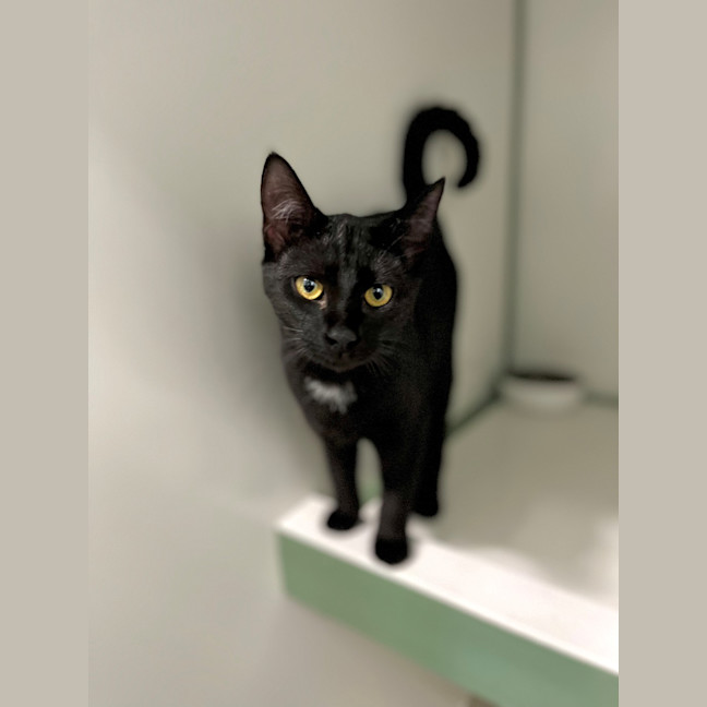 Photo of Raven