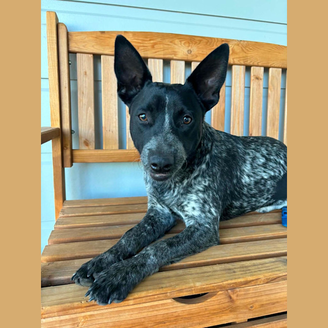 Photo of Colt