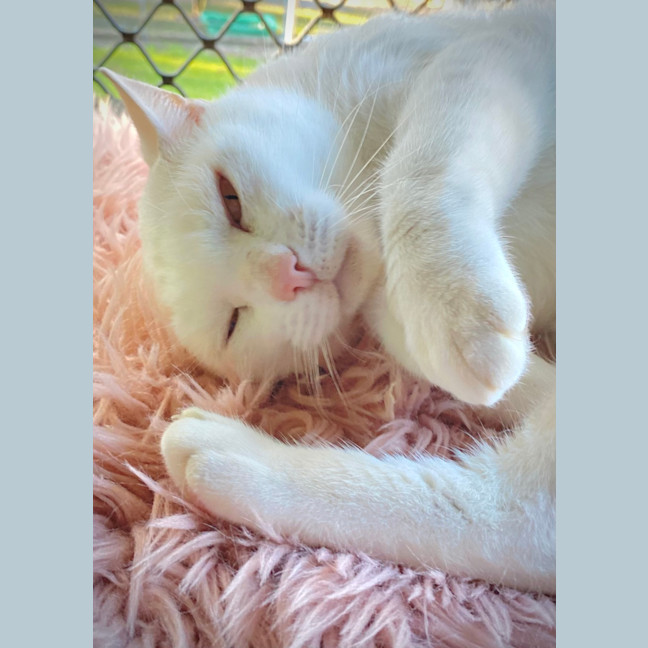 Photo of Pippi