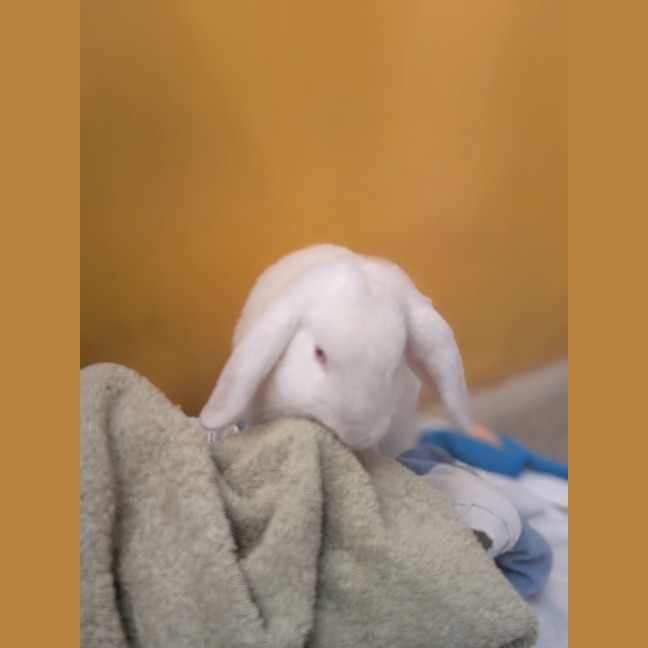 Photo of Missy Moo