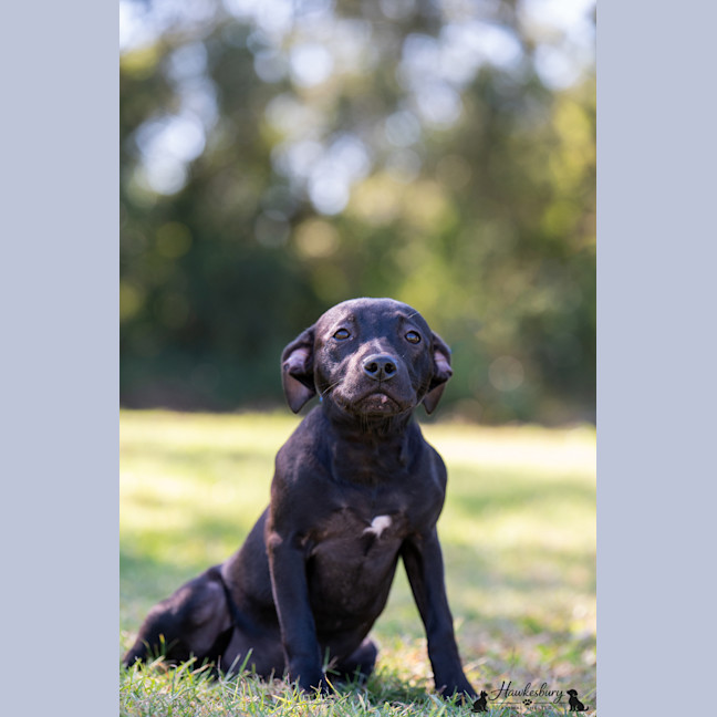 Photo of Lilly