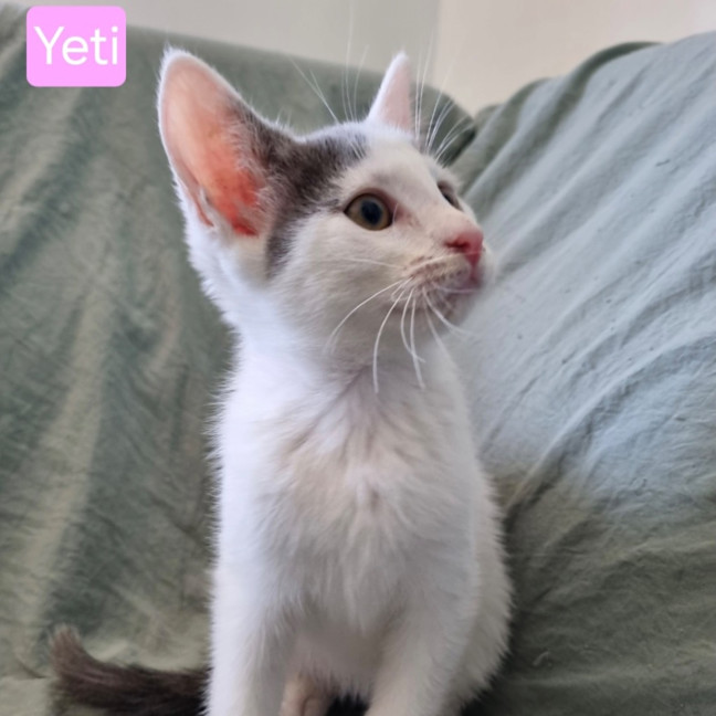Photo of Yeti