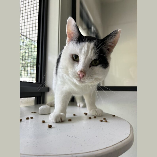 Photo of Shriggly