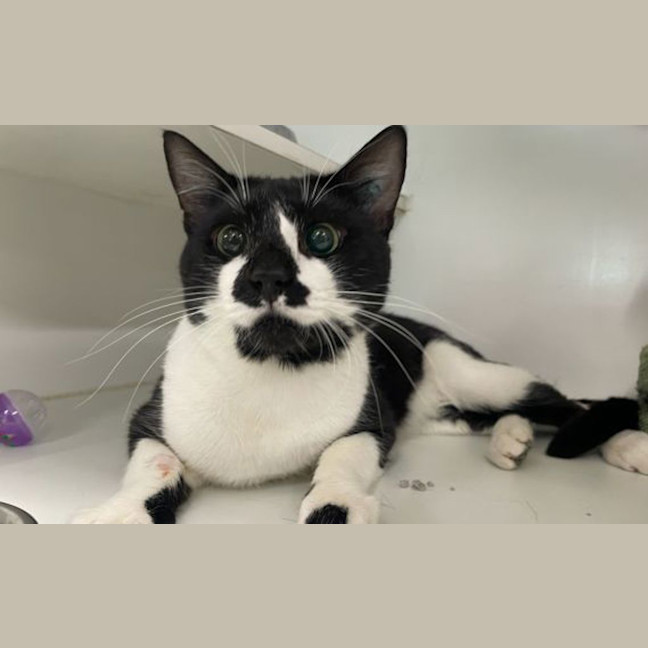 Photo of Basil