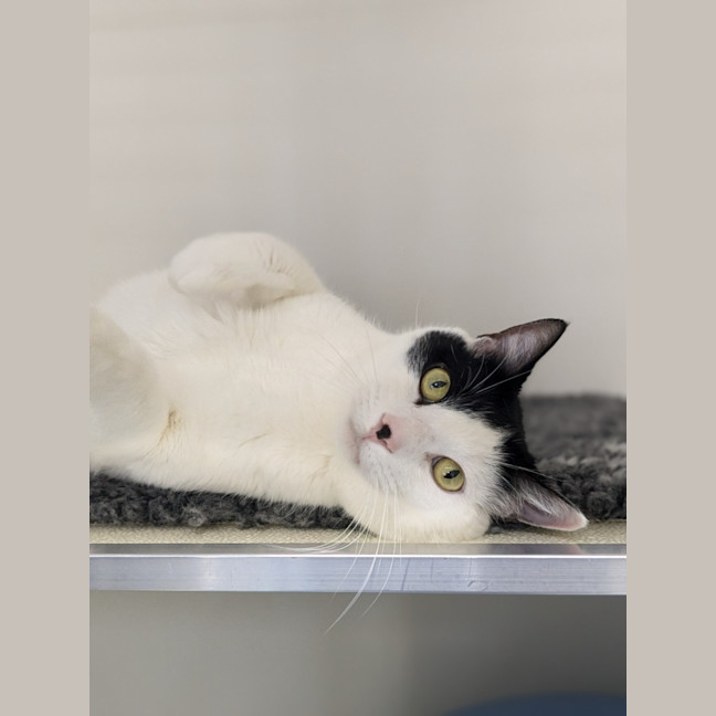 Photo of 🎠 Clancy 5624 🎠