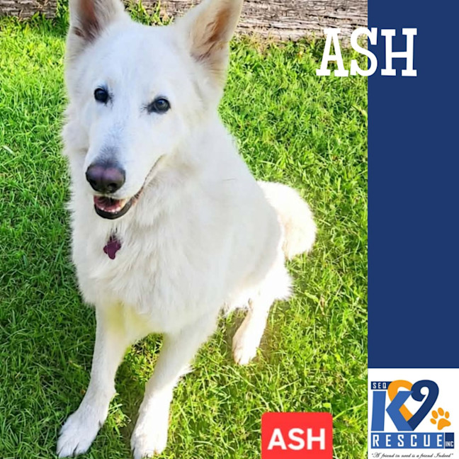 Photo of Ash