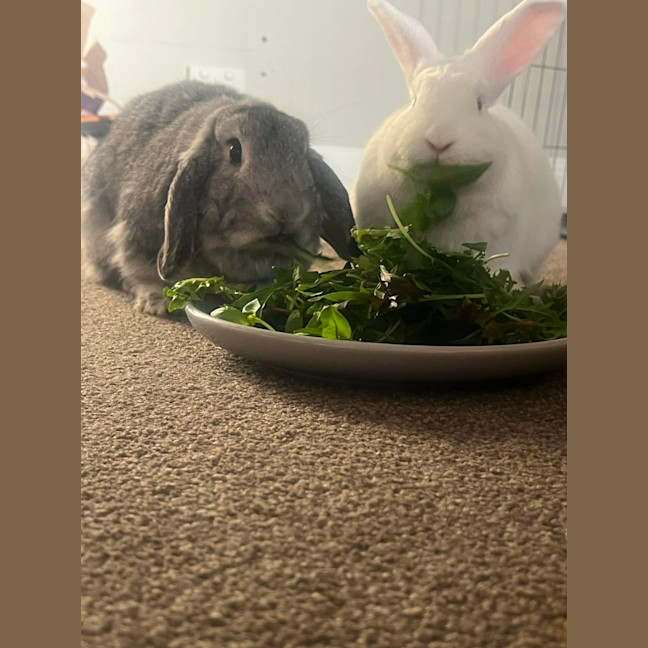 Photo of Marshmallow & Stormy