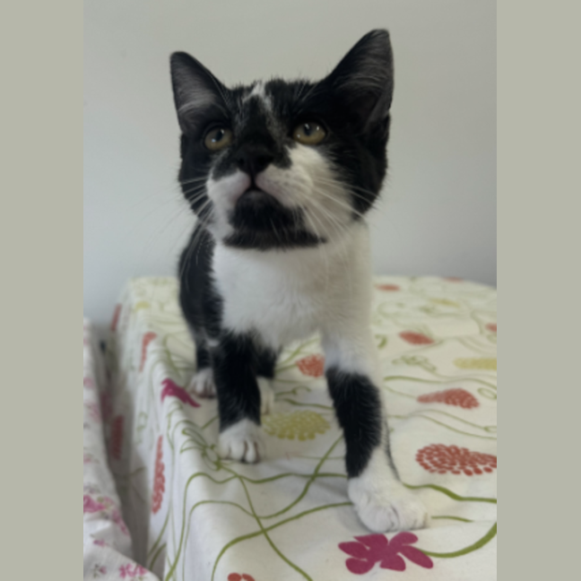 Photo of Cleo