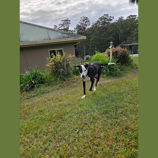 Photo of Diesel