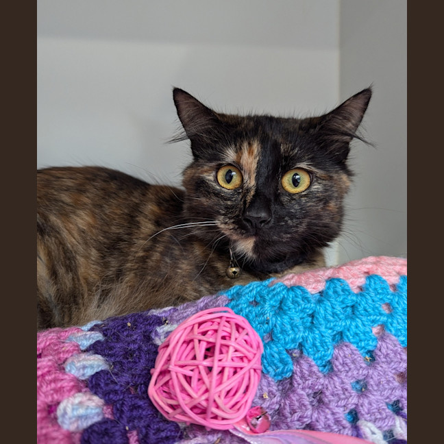 Photo of Izzy
