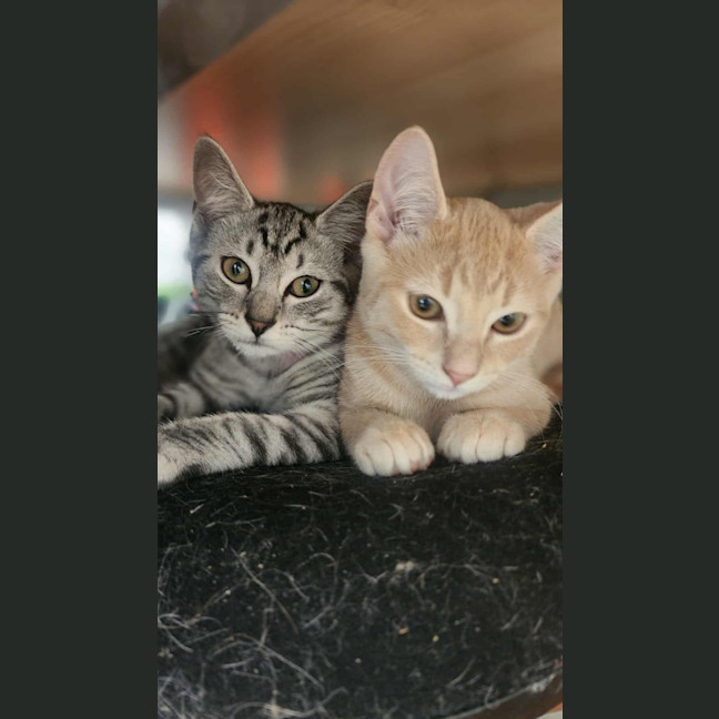 Photo of Frankie   In Foster Care In Healesville