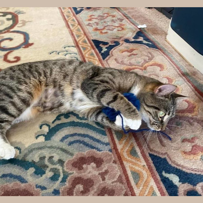 Photo of Kitty