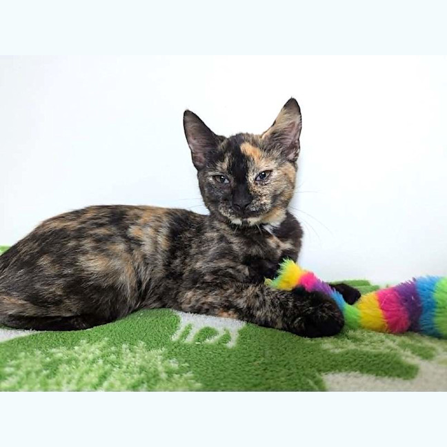 Photo of Kismet