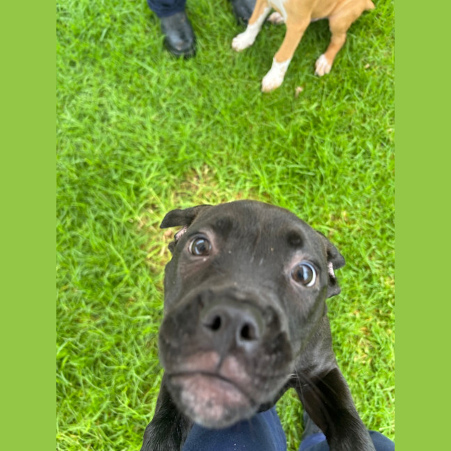 Photo of Kali