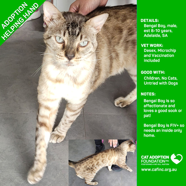 Photo of Bengal Boy   Helping Hand Adoption!