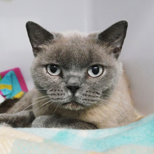 Photo of Pepper Sta014565