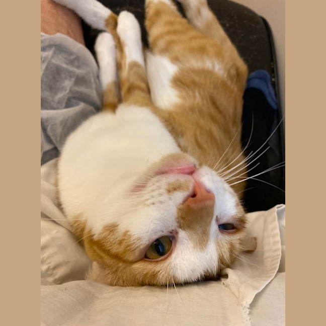 Photo of Ziggy