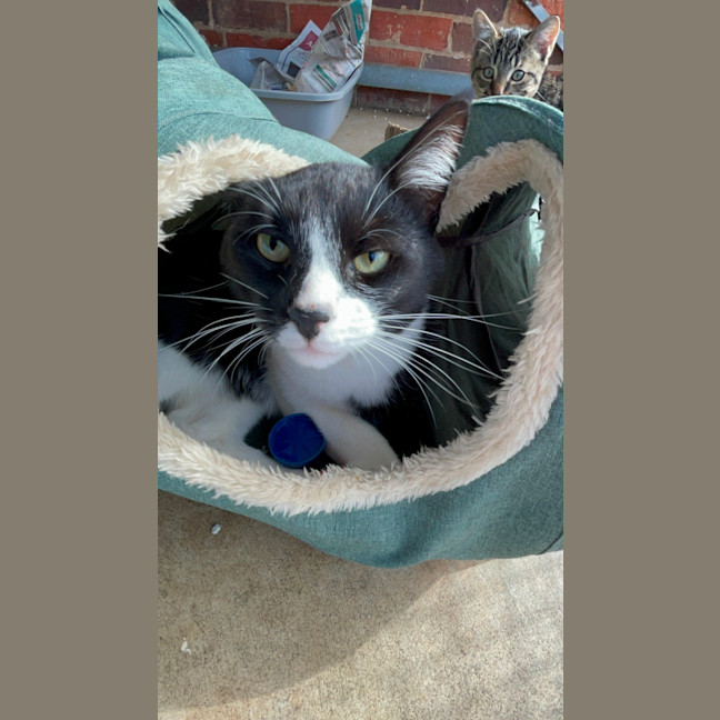 Photo of Archie