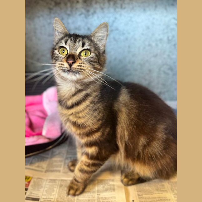 Photo of Zulu