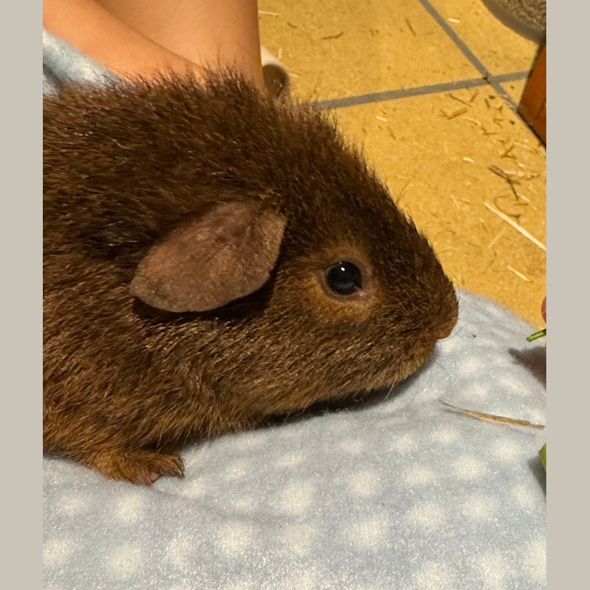 Photo of Biscuit
