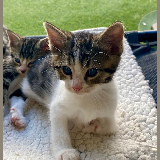 Photo of C1389 Rosemary