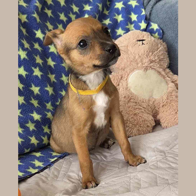 Photo of Kora