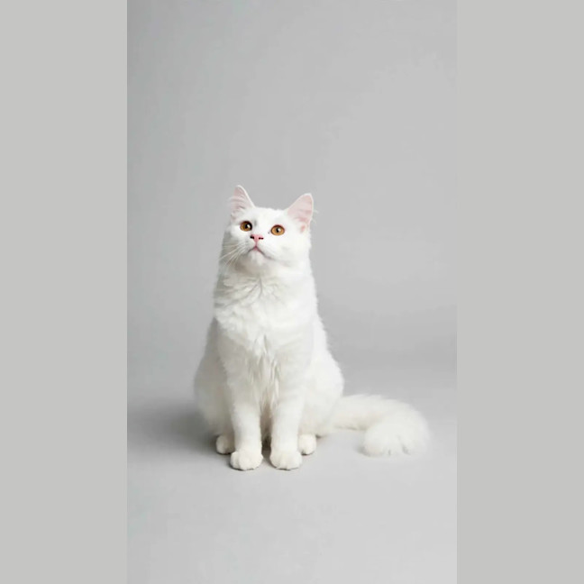 Photo of Yuki