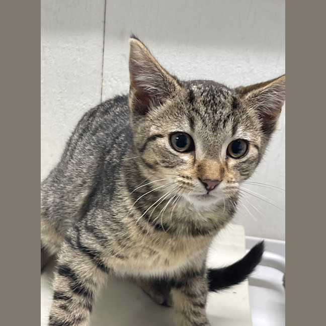 Photo of Orwell   Petstock