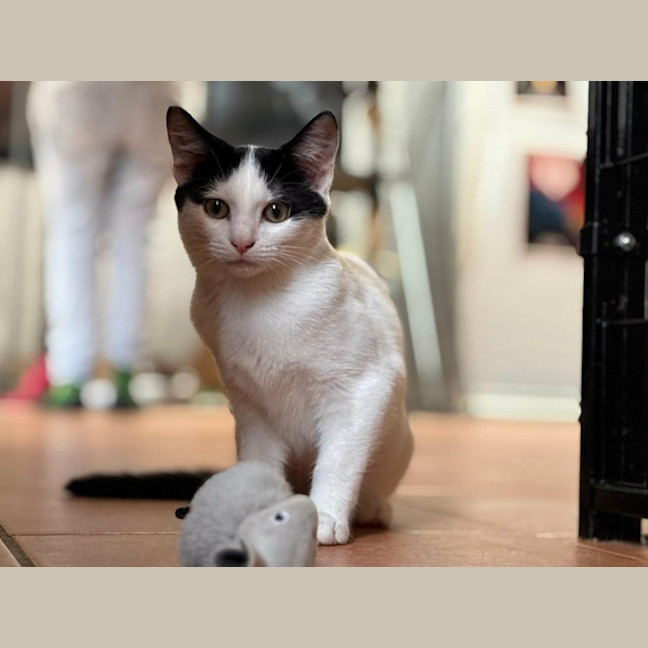Photo of 🎀 Ribbon & Poppy 🖤