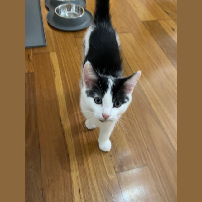 Photo of Oreo