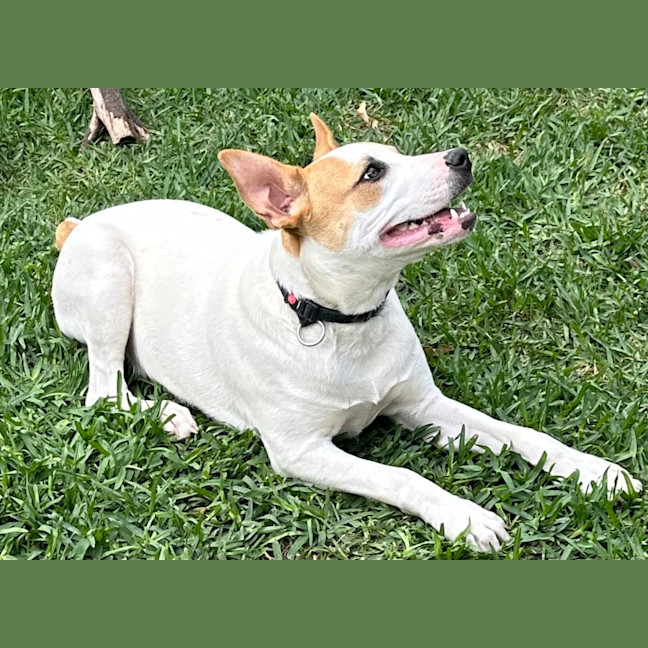 Photo of Harry 🎾🐕 (Assisted Rehome)