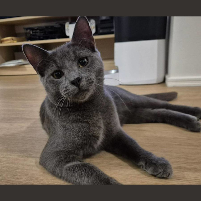 Photo of Lint