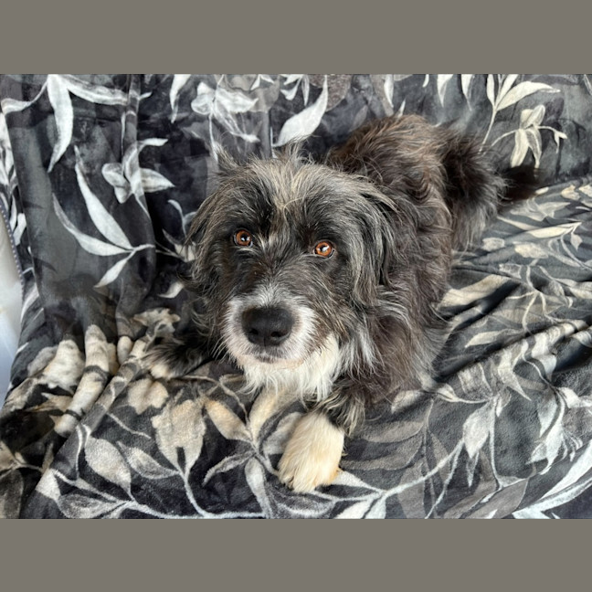 Photo of Alfie