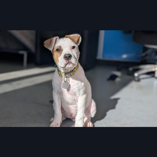 Photo of Milo