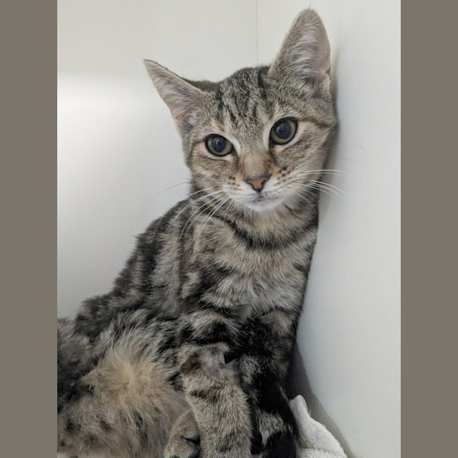 Photo of 🥪 Jaffle 6989 🥪