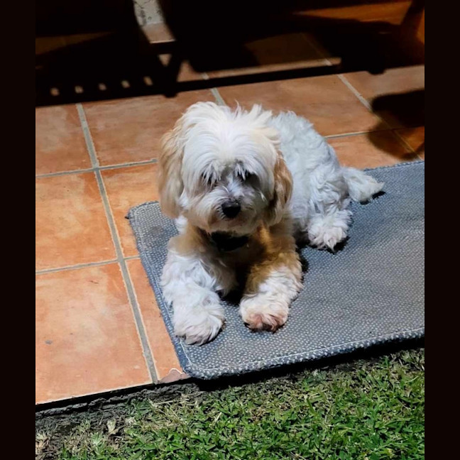 Photo of Rolly   8 Year Old Maltese X