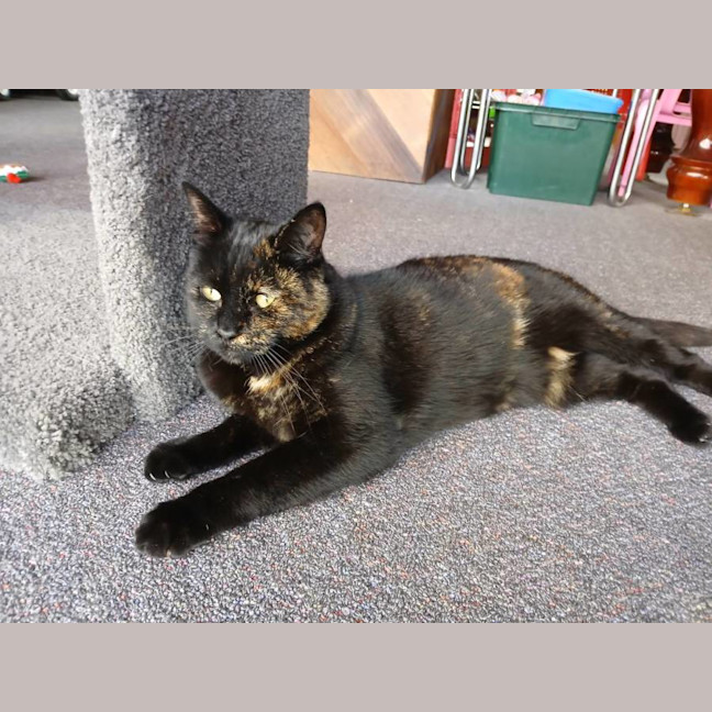 Photo of Birdie 