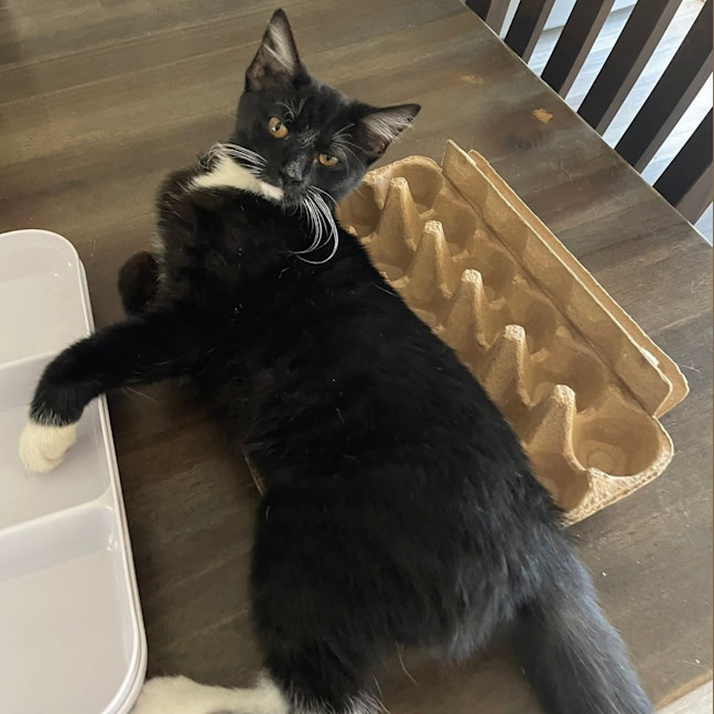 Photo of Sybil