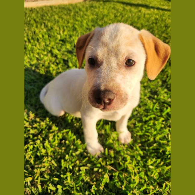Photo of Nala   8 Week Old Cattle Dog X