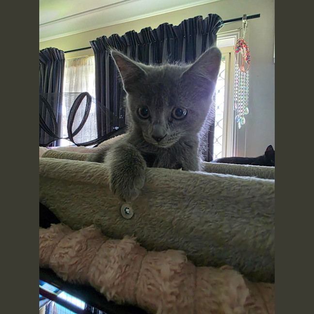 Photo of Misty