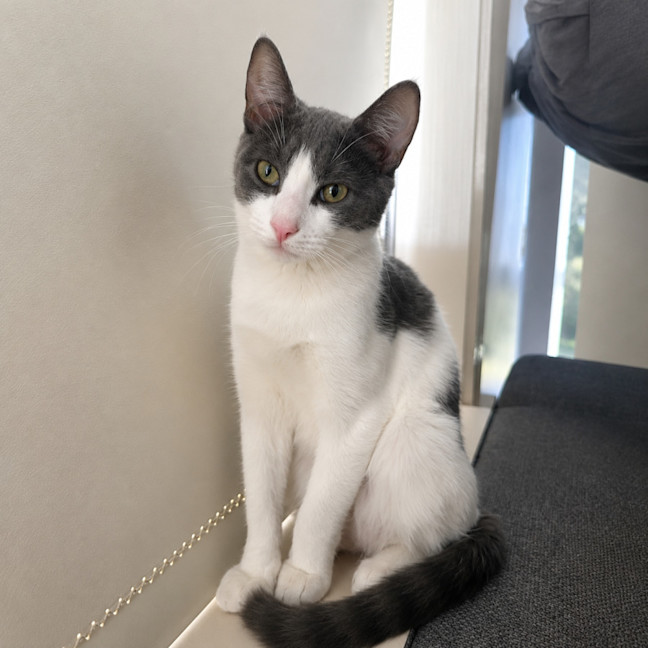 Photo of Baloo