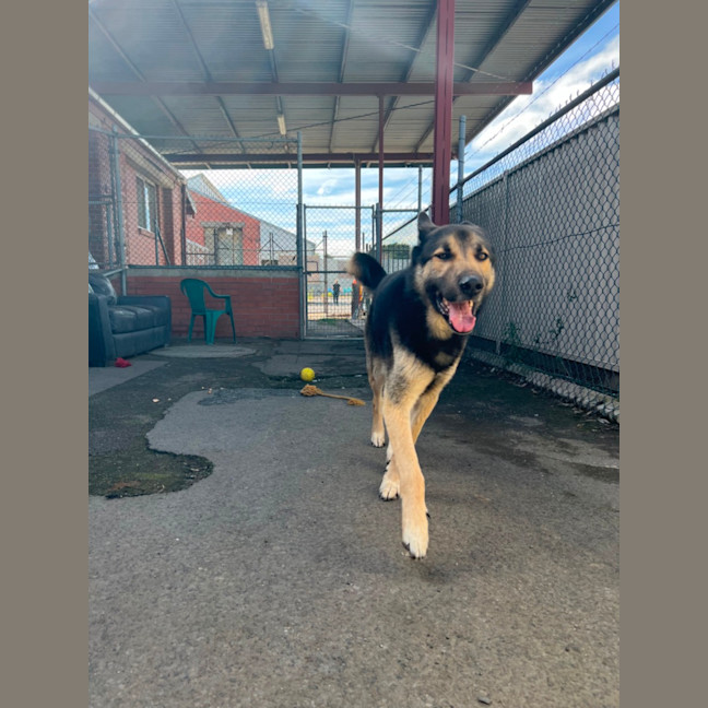 Photo of Buddy