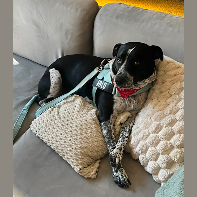 Photo of Arlo   5 Year Old Staffy X