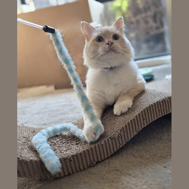 Photo of Chonk Norris