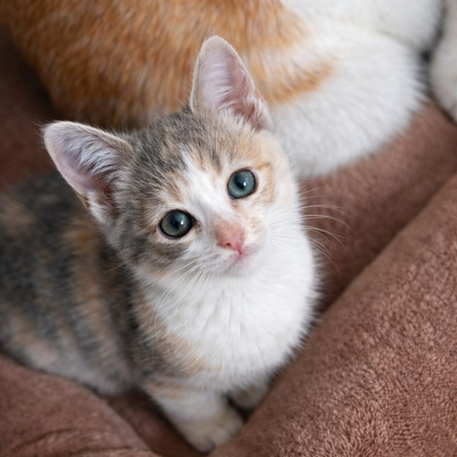 Photo of Pecan
