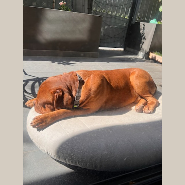 Photo of Bosco