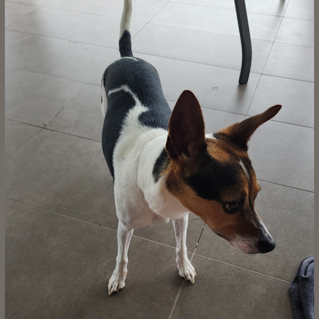 Photo of Leo   4 Year Old Fox Terrier (On Trial)